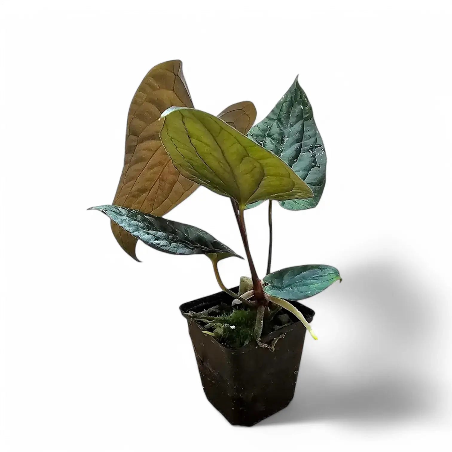 Anthurium papillilaminum x luxurians Zimmerpflanze im Anzuchttopf vor weißem Hintergrund, Produktfoto 6.