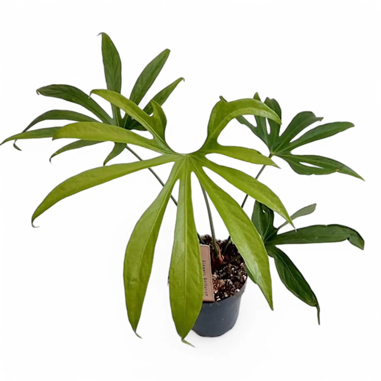 Anthurium pedatoradiatum ('Fingers') potted plant in nursery pot on white background.