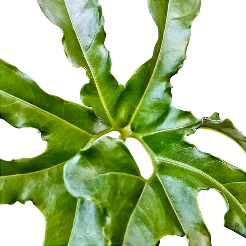 Anthurium pedatum – Blattdetail vor weißem Hintergrund..