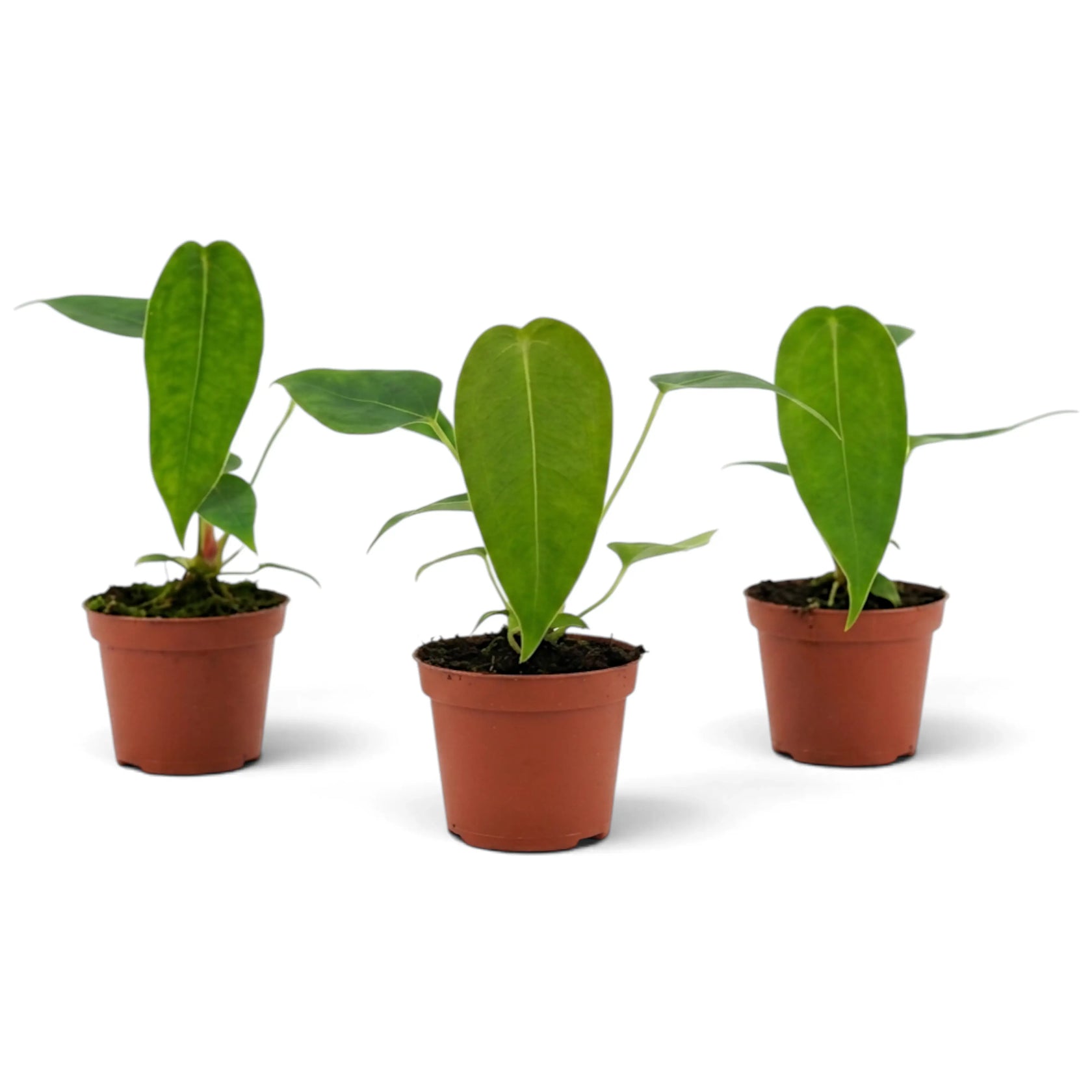 Three baby Anthurium peltigerum plants with upright juvenile leaves