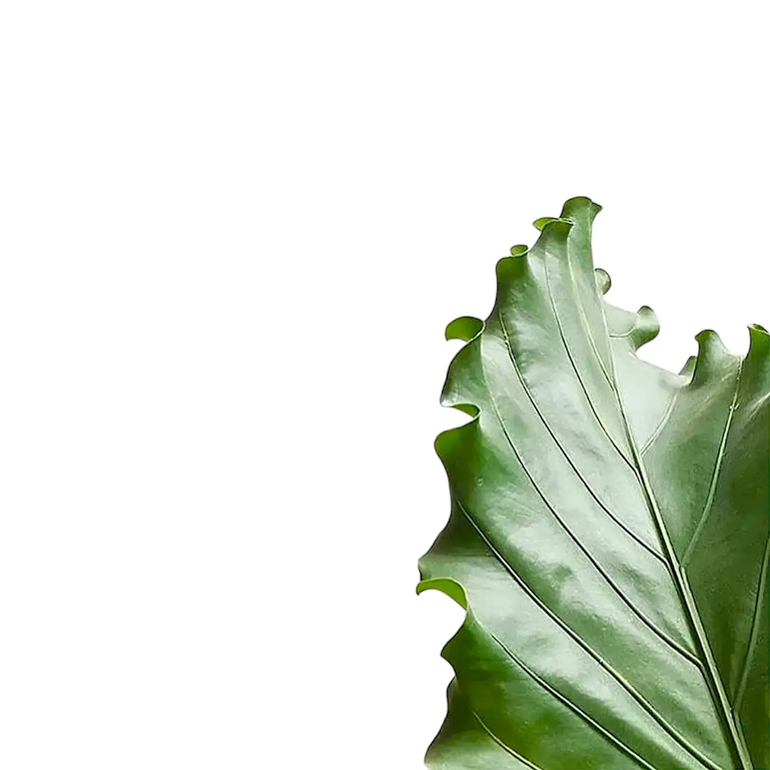 Anthurium plowmanii leaf close-up on white background.