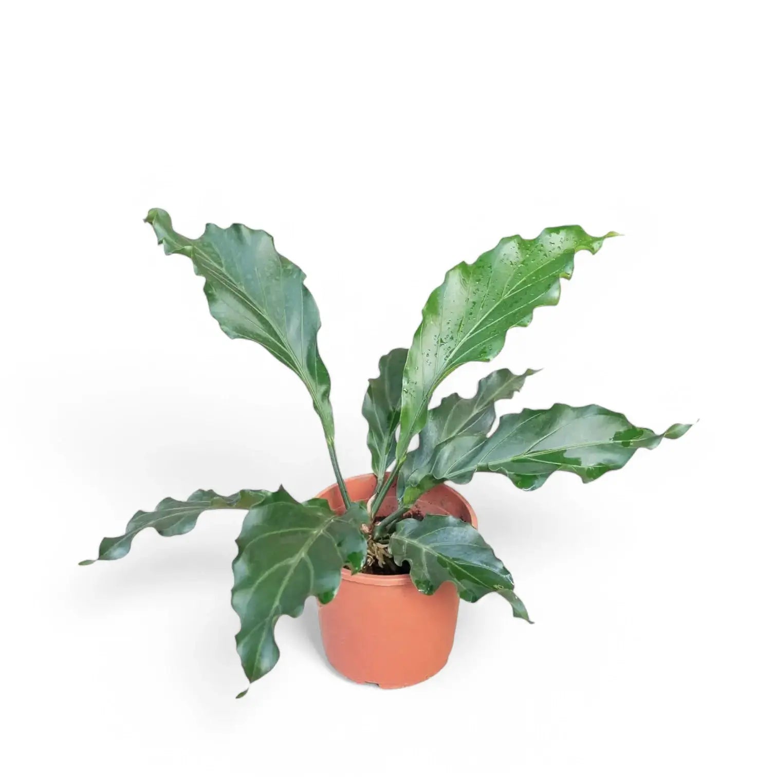 Anthurium plowmanii potted plant in nursery pot on white background.