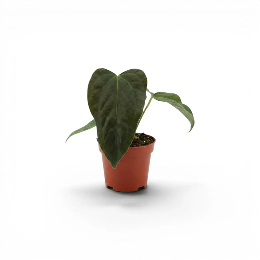 Anthurium 'Queen of Hearts' baby plant in a nursery pot.
