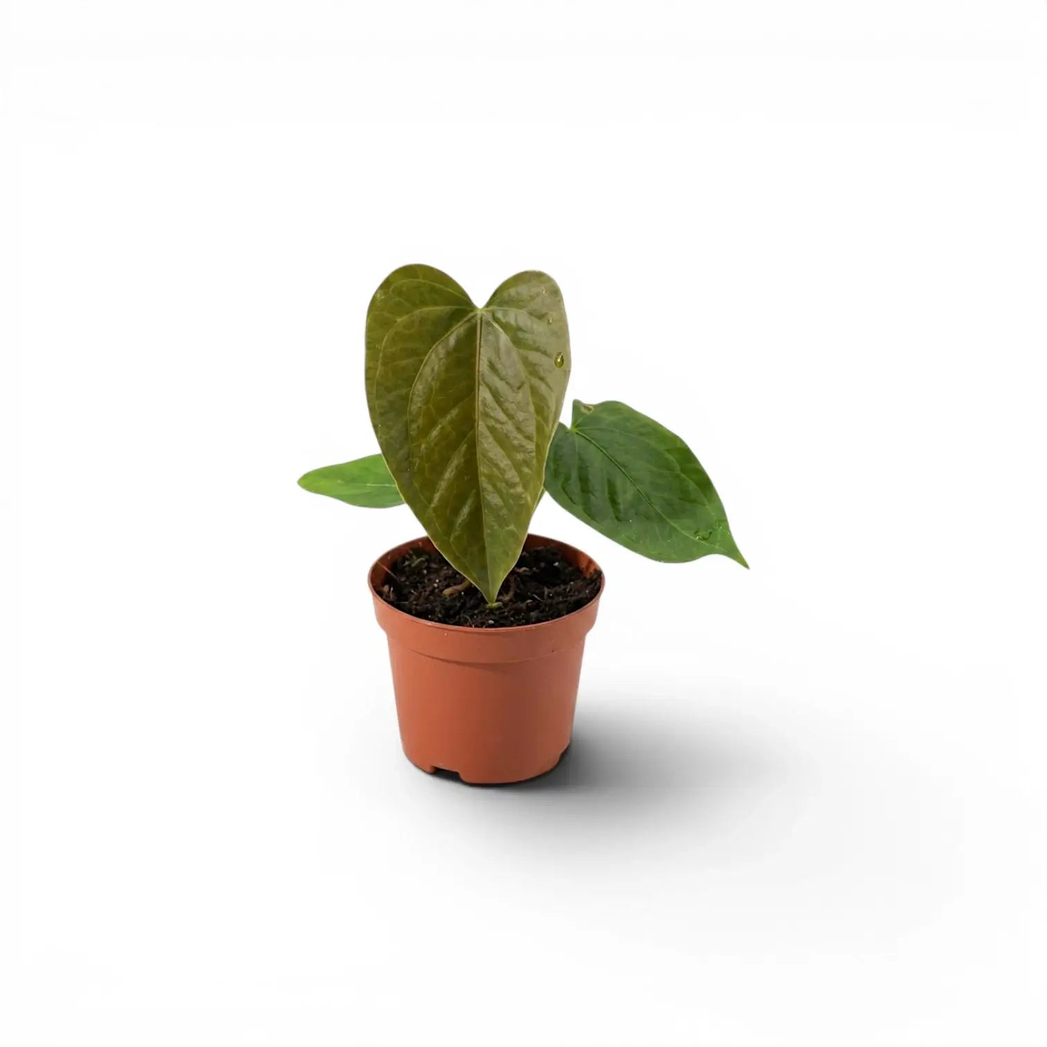 Anthurium 'Queen of Hearts' baby plant in a nursery pot.