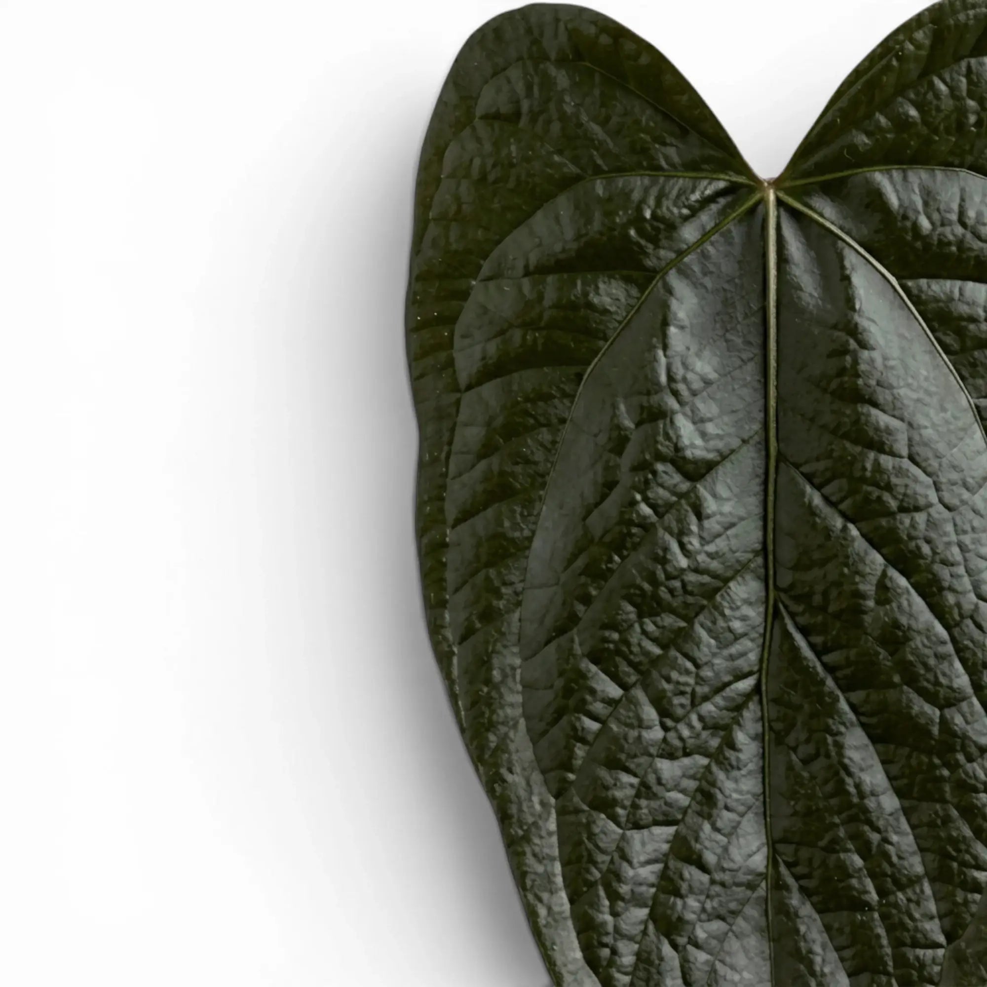 Close-up of Anthurium 'Queen of Hearts' leaves.
