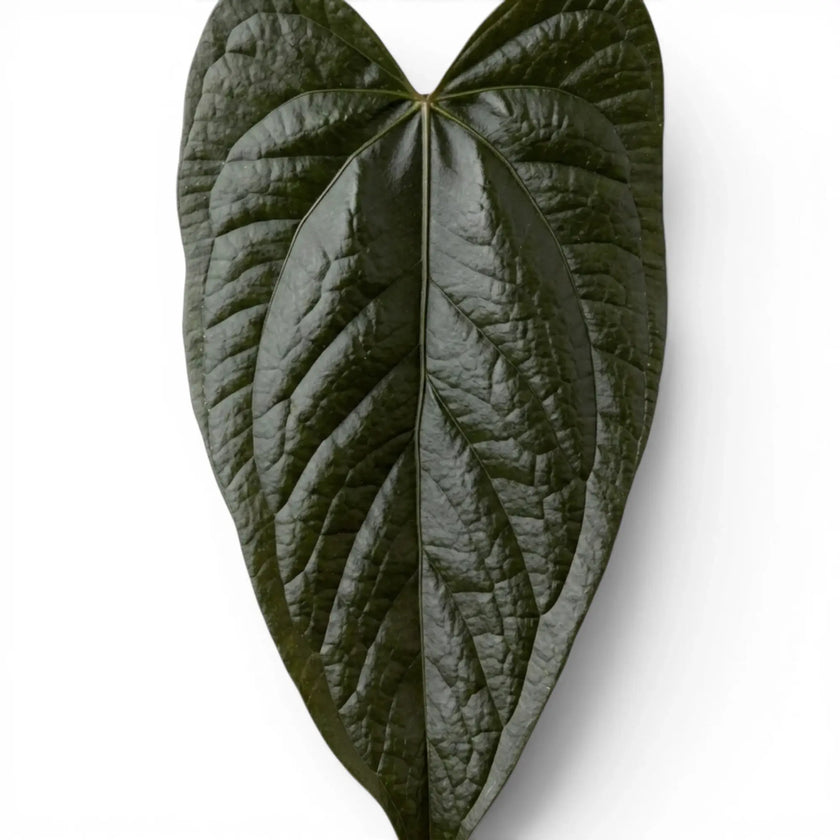 Close-up of Anthurium 'Queen of Hearts' leaves.