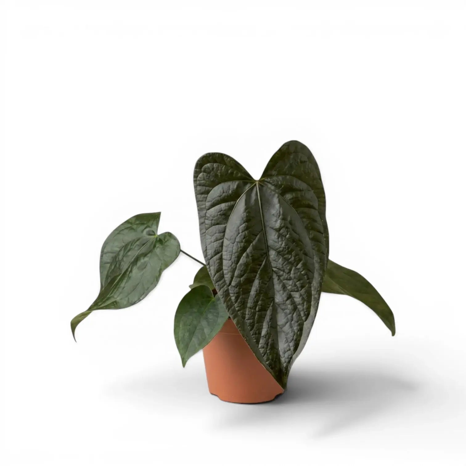 Anthurium 'Queen of Hearts' plant in a nursery pot.
