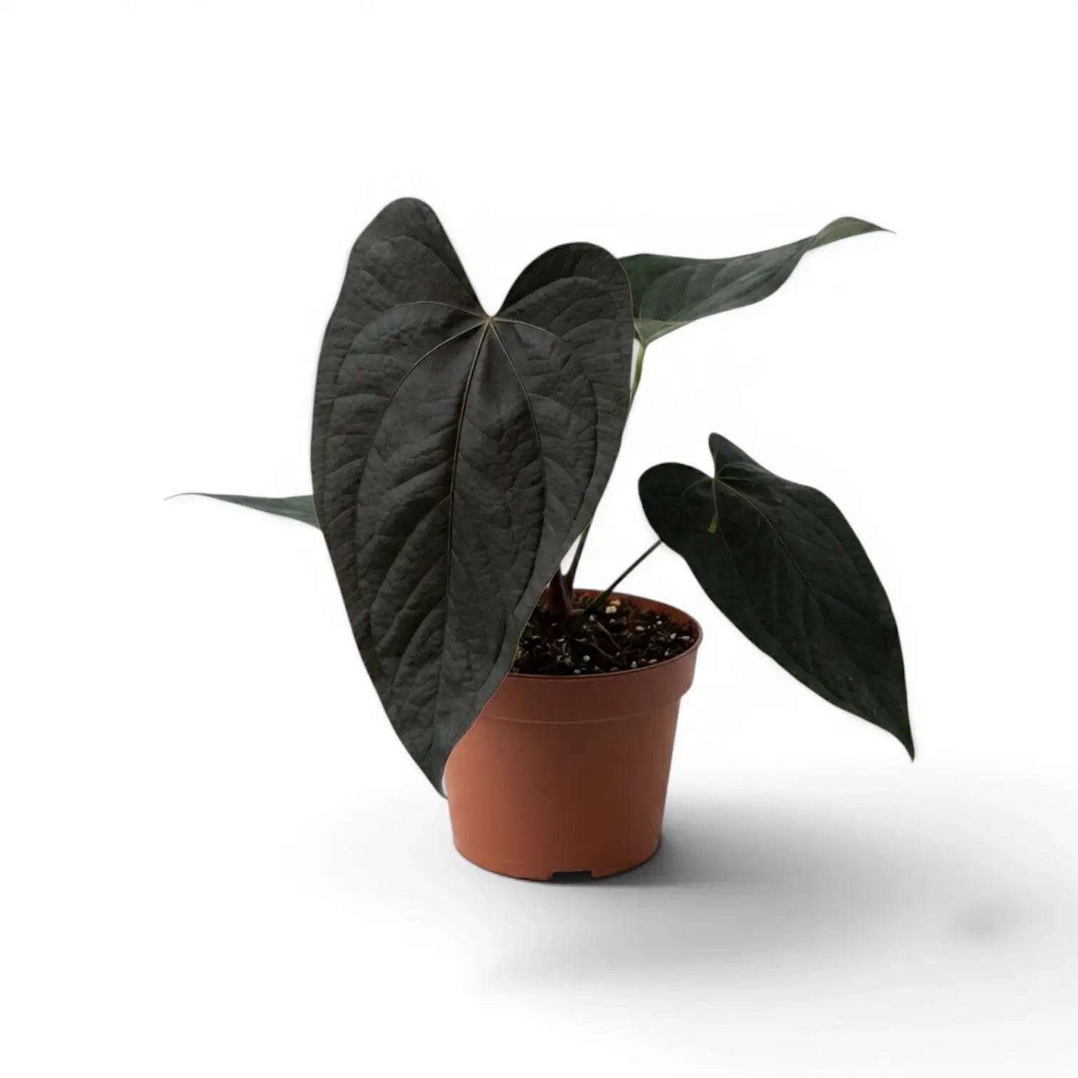 Anthurium 'Queen of Hearts' plant in a nursery pot.
