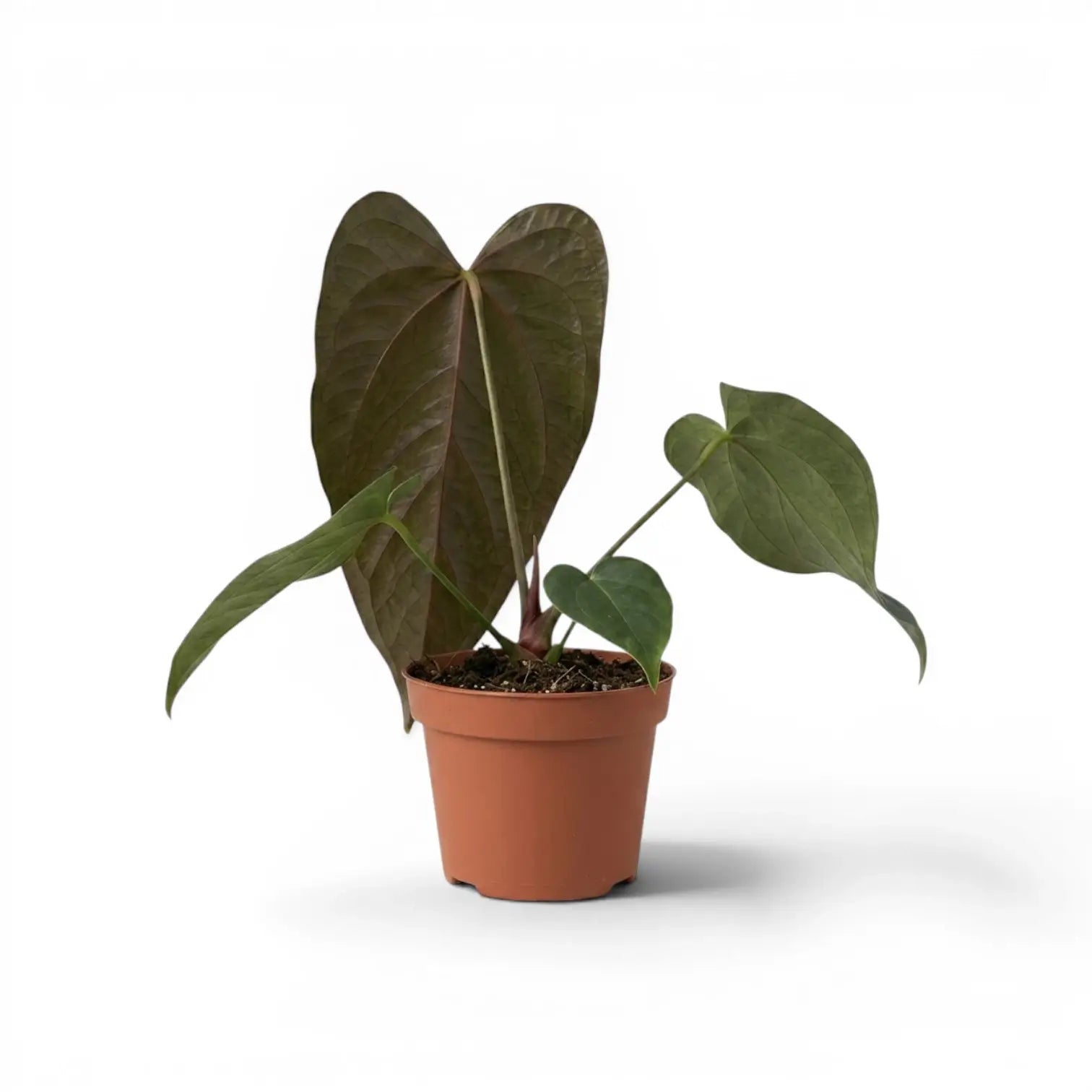 Anthurium 'Queen of Hearts' plant in a nursery pot.
