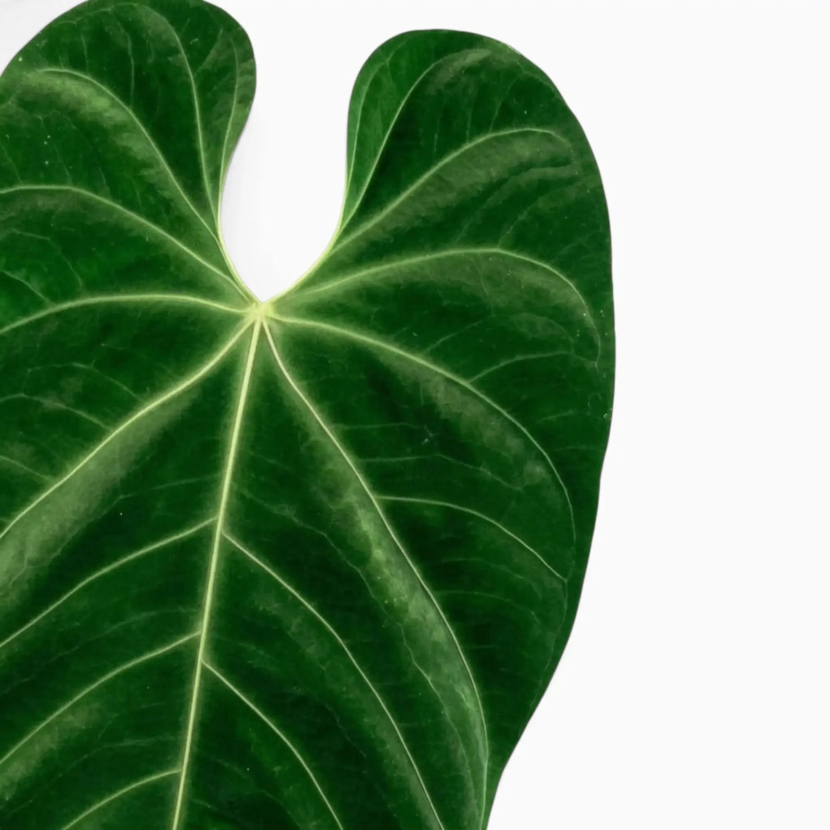 Anthurium queremalense foliage close-up showing dark green leaves with pale veins