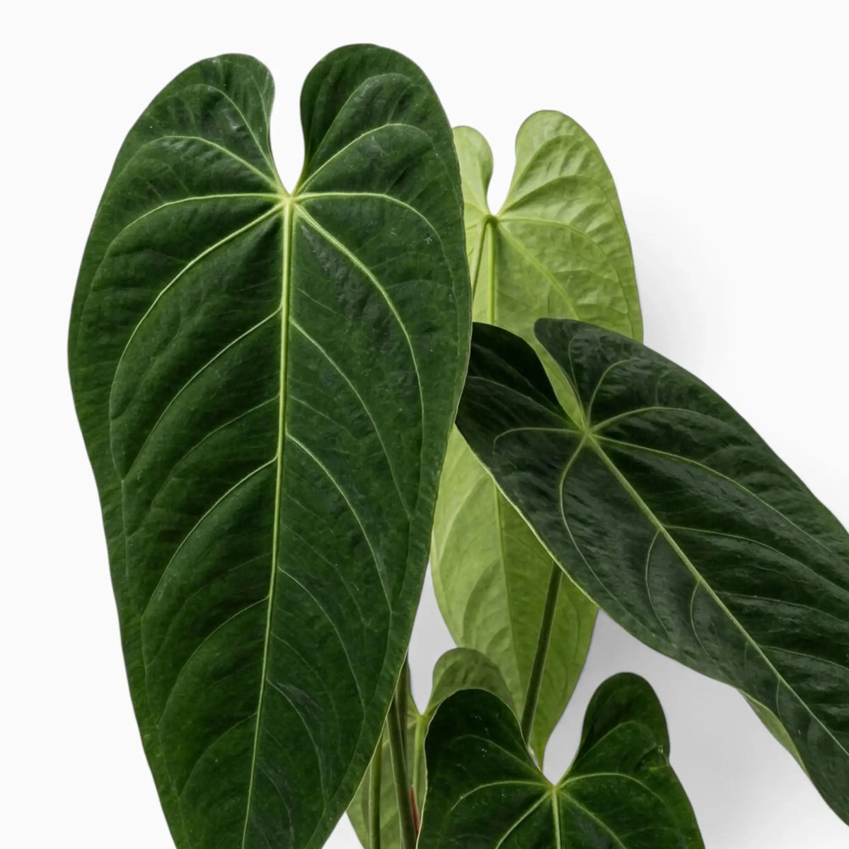 Anthurium queremalense foliage close-up showing dark green leaves with pale veins