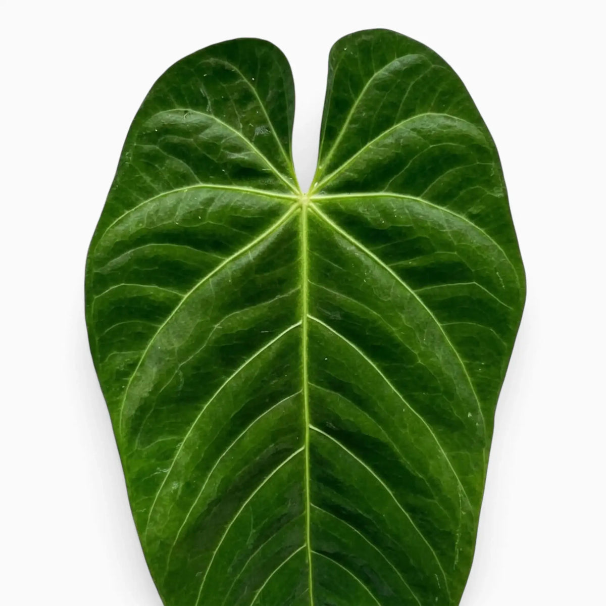 Anthurium queremalense foliage close-up showing dark green leaves with pale veins