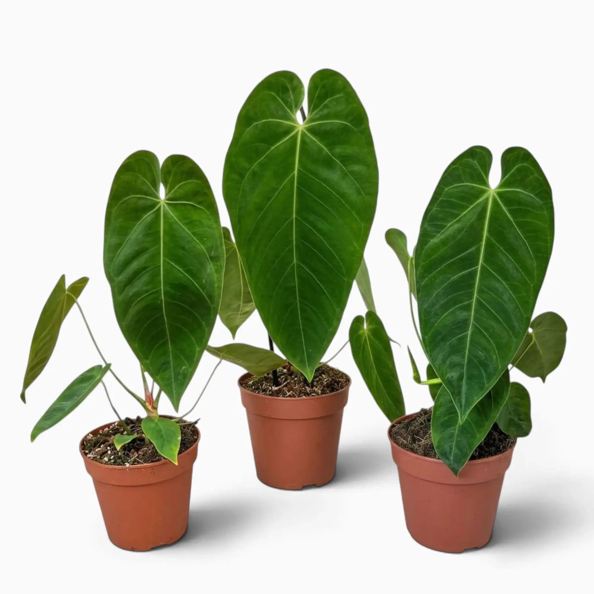 Anthurium queremalense with elongated dark green leaves and pale veins