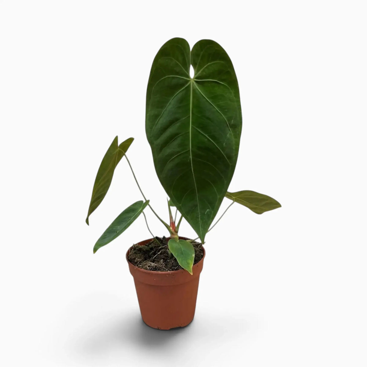 Anthurium queremalense with elongated dark green leaves and pale veins