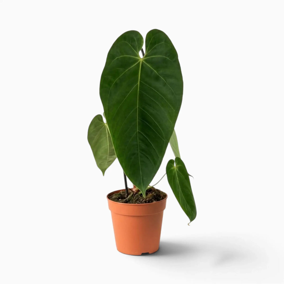 Anthurium queremalense with elongated dark green leaves and pale veins