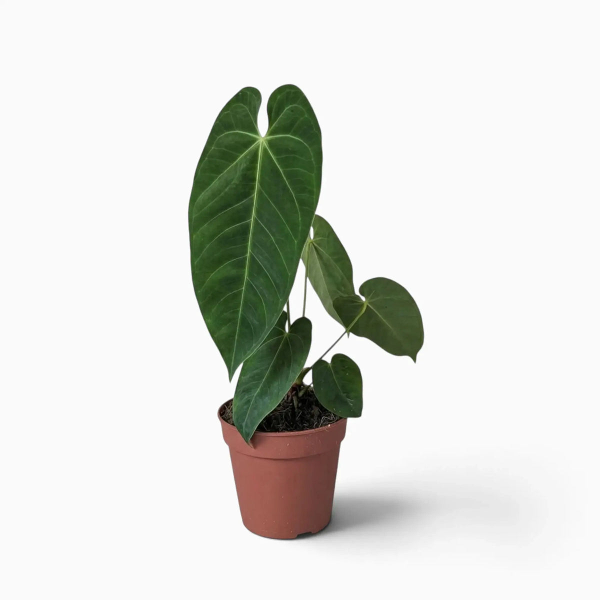 Anthurium queremalense with elongated dark green leaves and pale veins