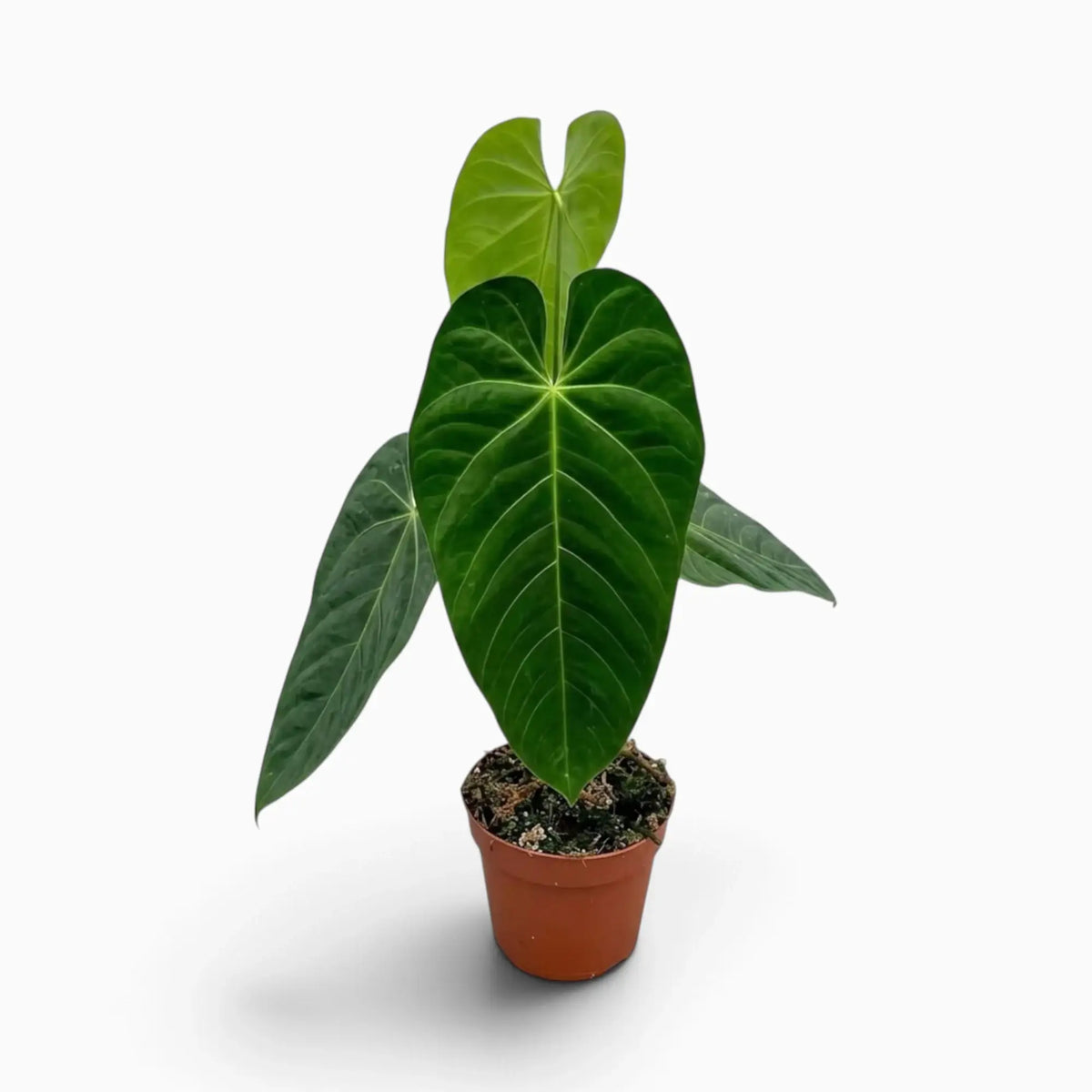 Anthurium queremalense with elongated dark green leaves and pale veins
