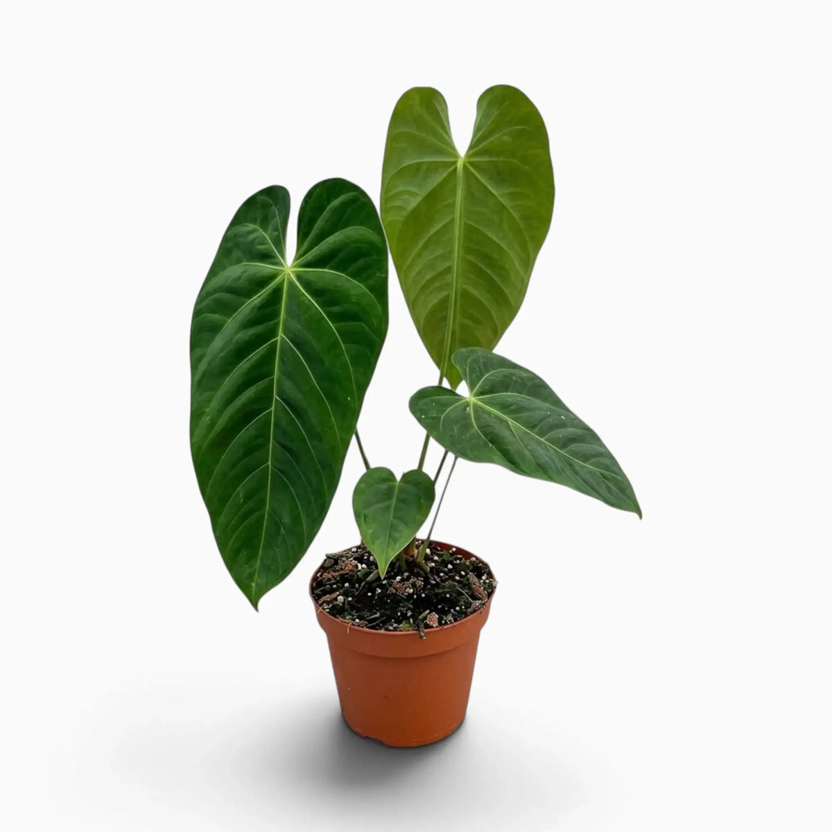 Anthurium queremalense with elongated dark green leaves and pale veins