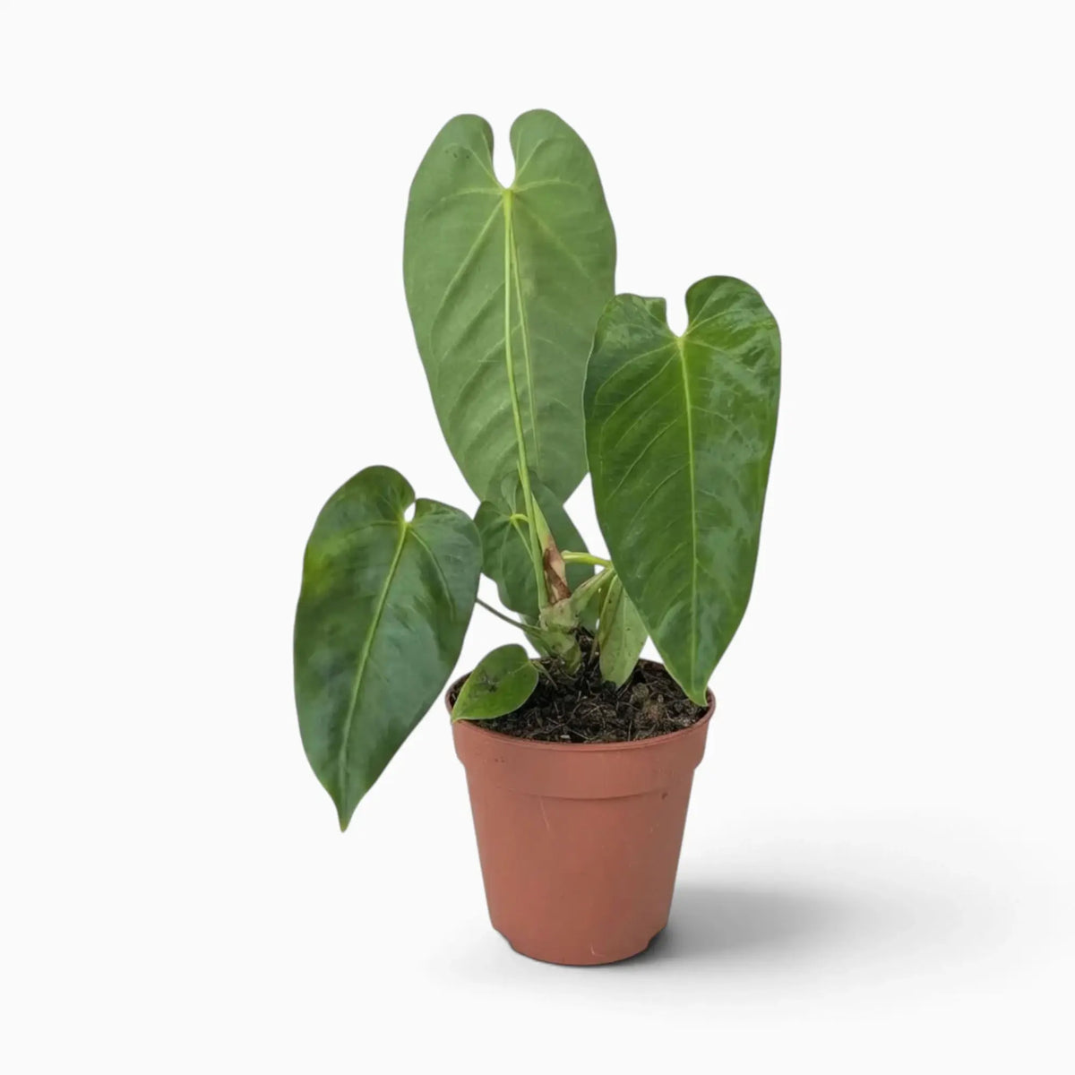 Anthurium queremalense with elongated dark green leaves and pale veins