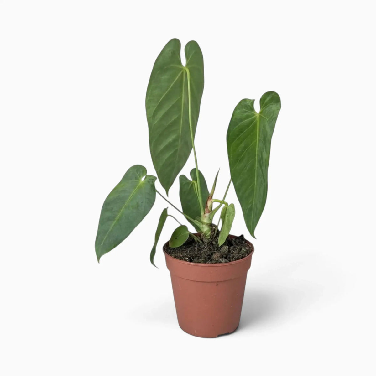 Anthurium queremalense with elongated dark green leaves and pale veins