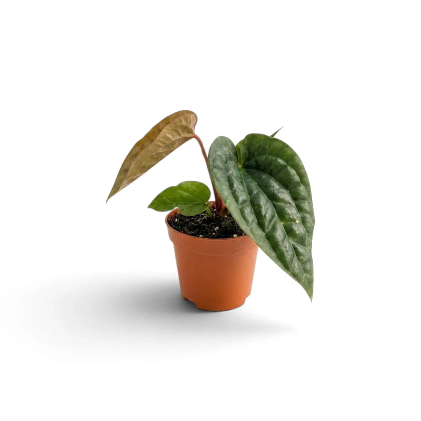 Young Anthurium radicans × luxurians with two quilted green leaves and a copper new leaf