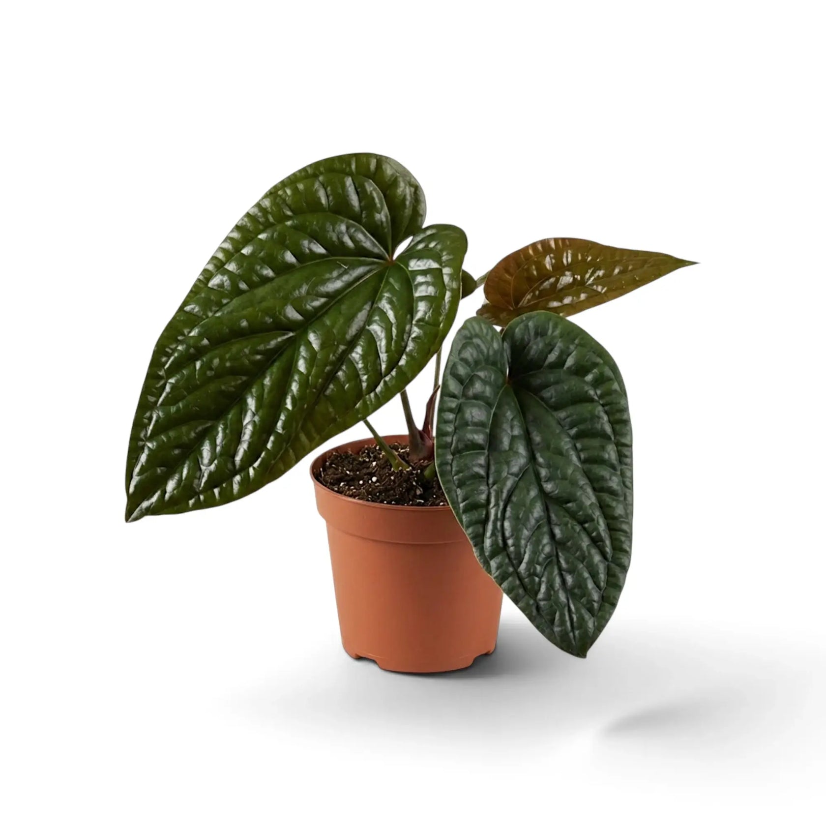 Anthurium radicans × luxurians mit dunklen, stark strukturierten Blättern und einem sich entfaltenden bronzefarbenen Blatt