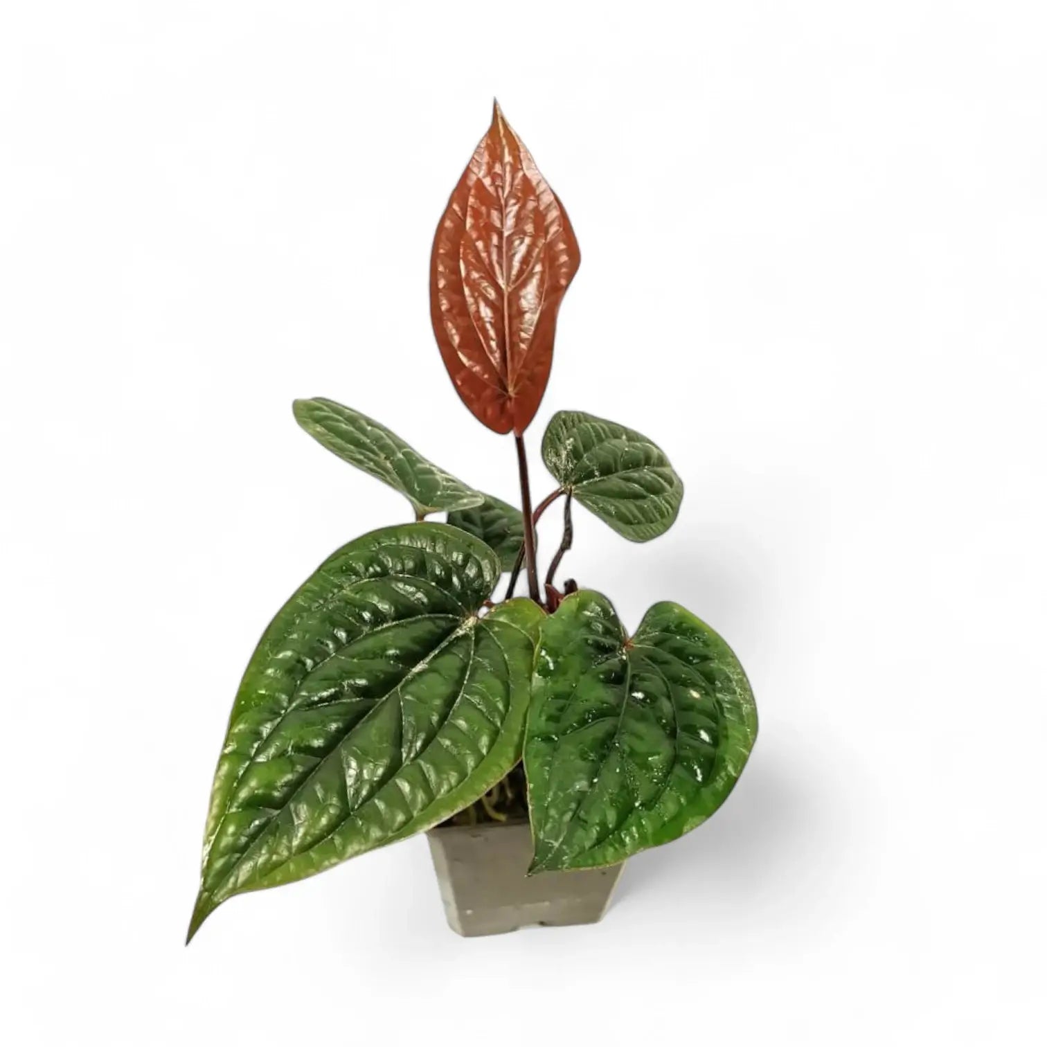 Anthurium radicans x luxurians potted plant in nursery pot on white background.