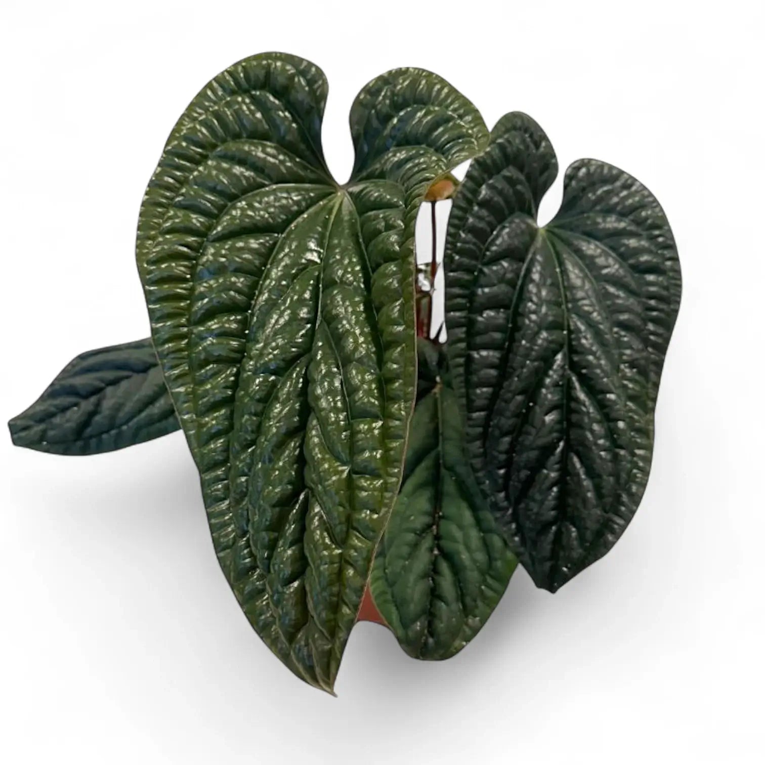 Anthurium radicans x luxurians potted plant in nursery pot on white background.