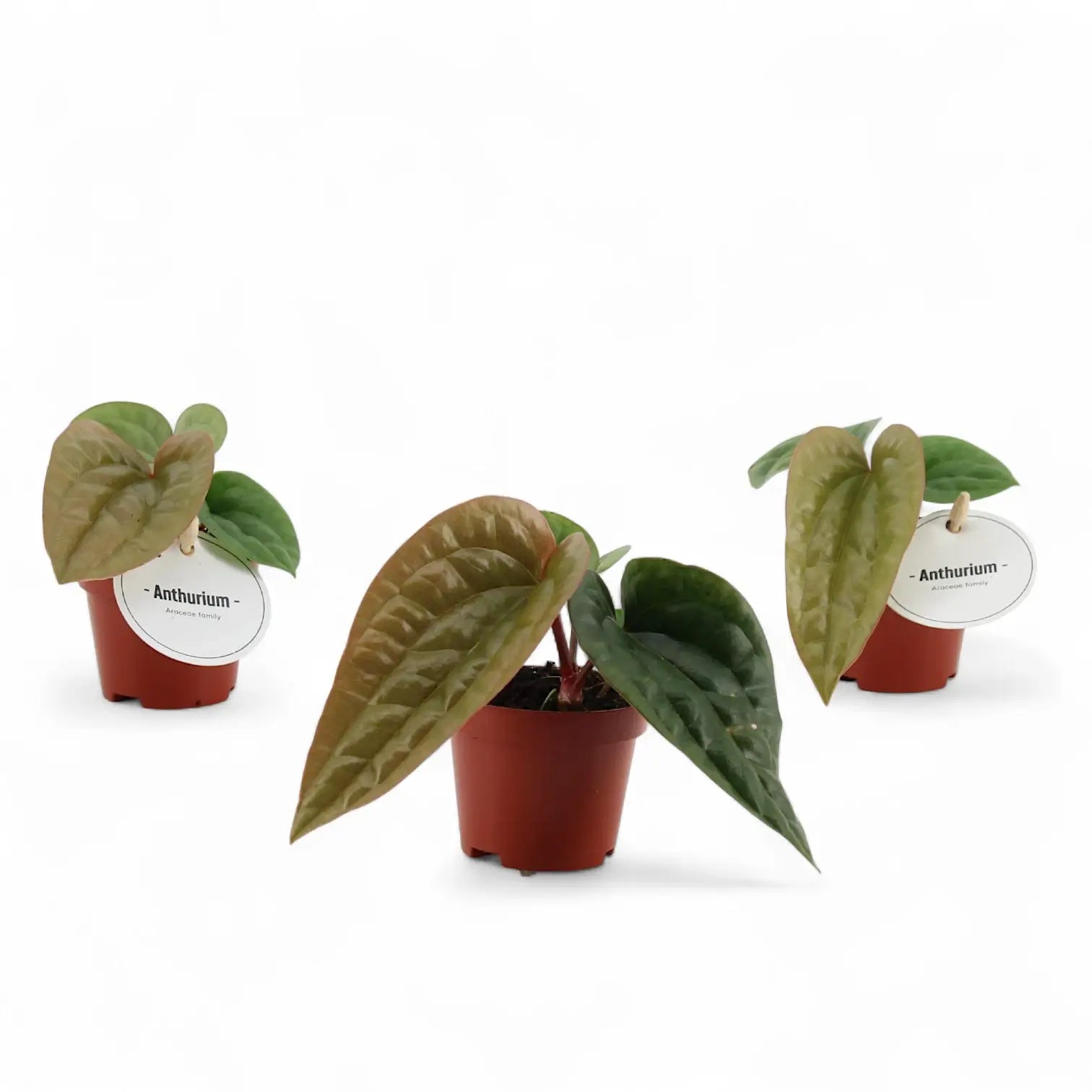 Anthurium radicans x luxurians potted plant in nursery pot on white background.