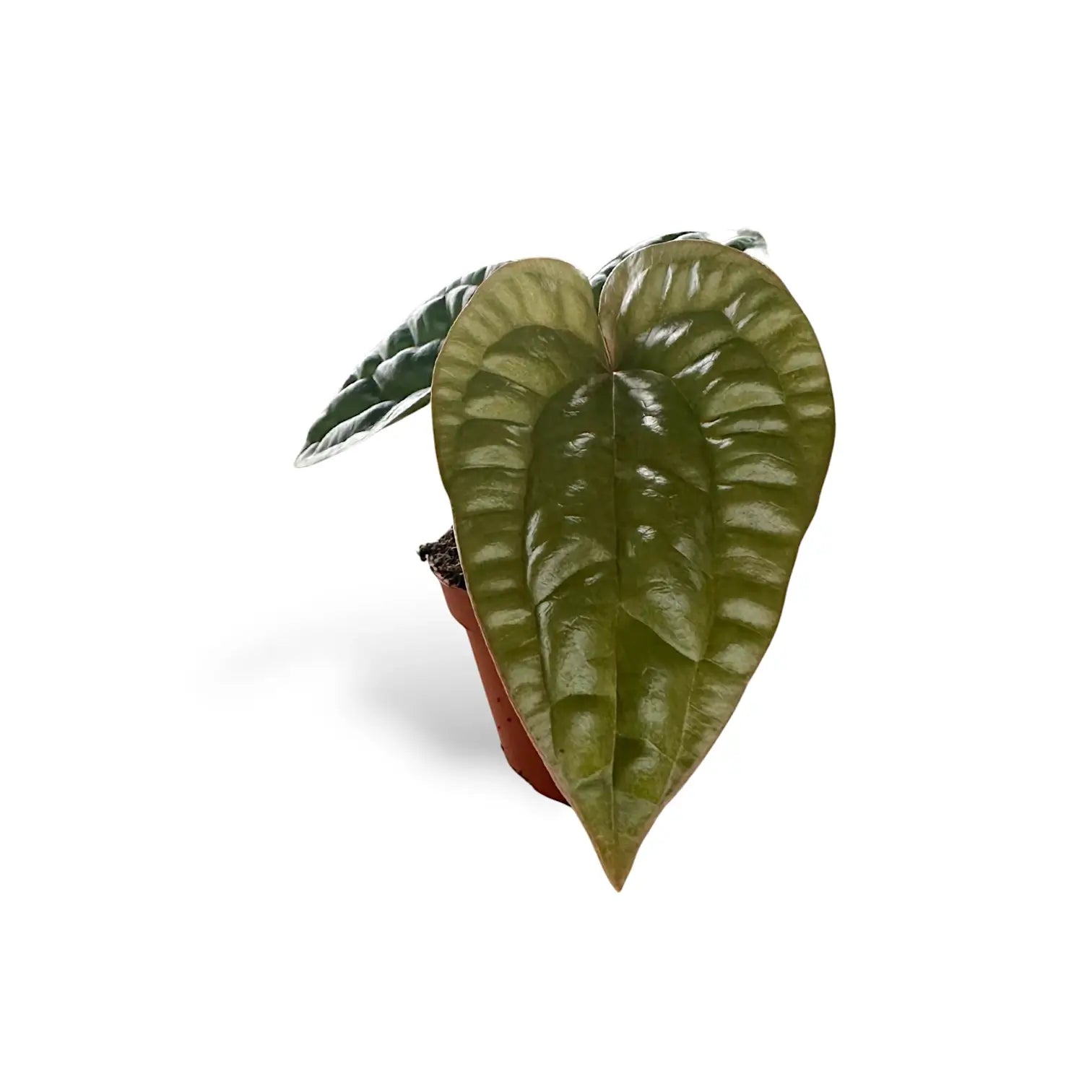 Anthurium radicans x luxurians potted plant in nursery pot on white background.