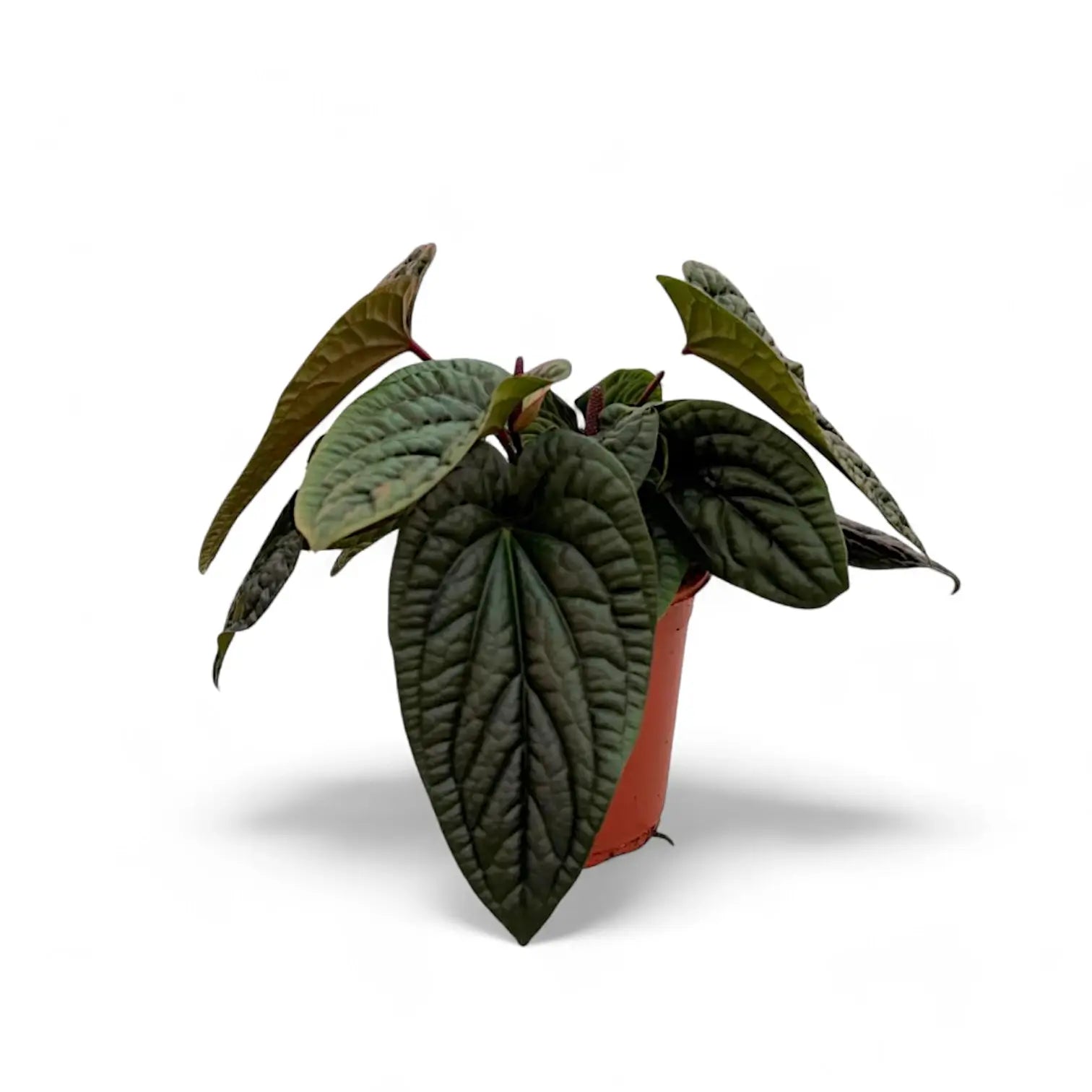 Anthurium radicans x luxurians potted plant in nursery pot on white background.