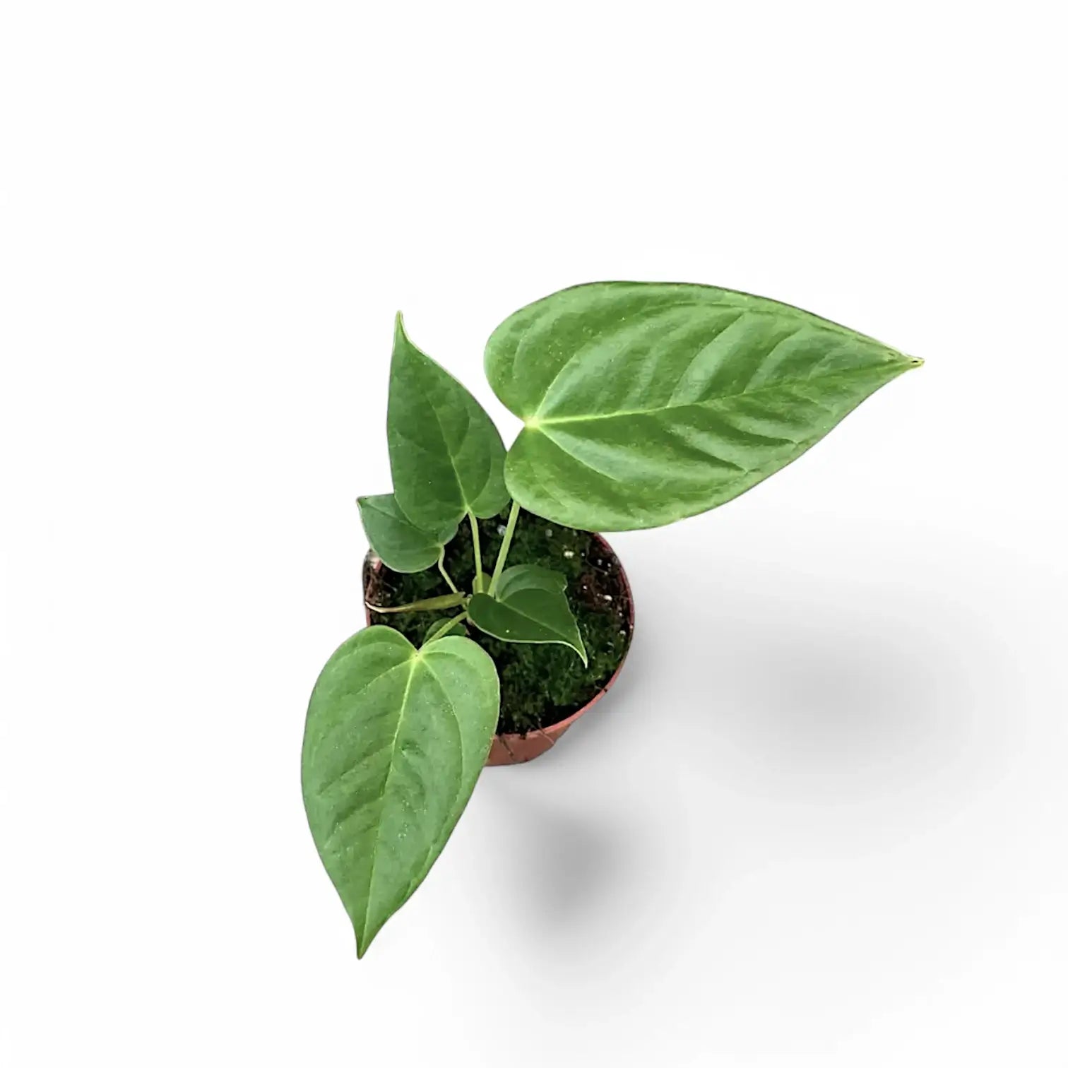 Anthurium recavum Zimmerpflanze im Anzuchttopf vor weißem Hintergrund, Produktfoto 2.