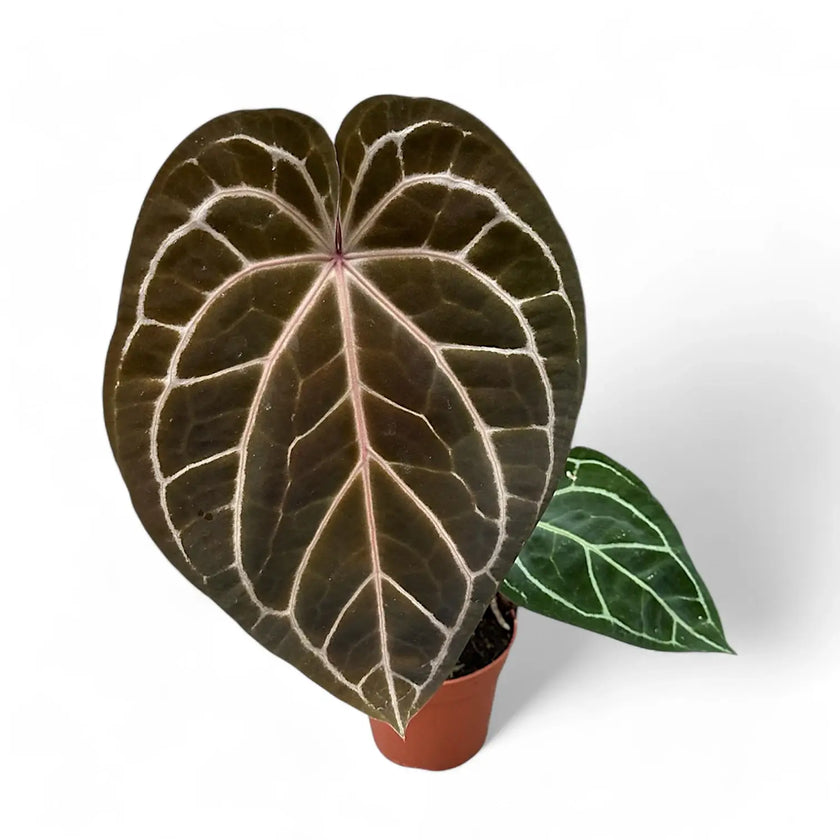 Anthurium 'Red crystallinum' potted plant in nursery pot on white background.