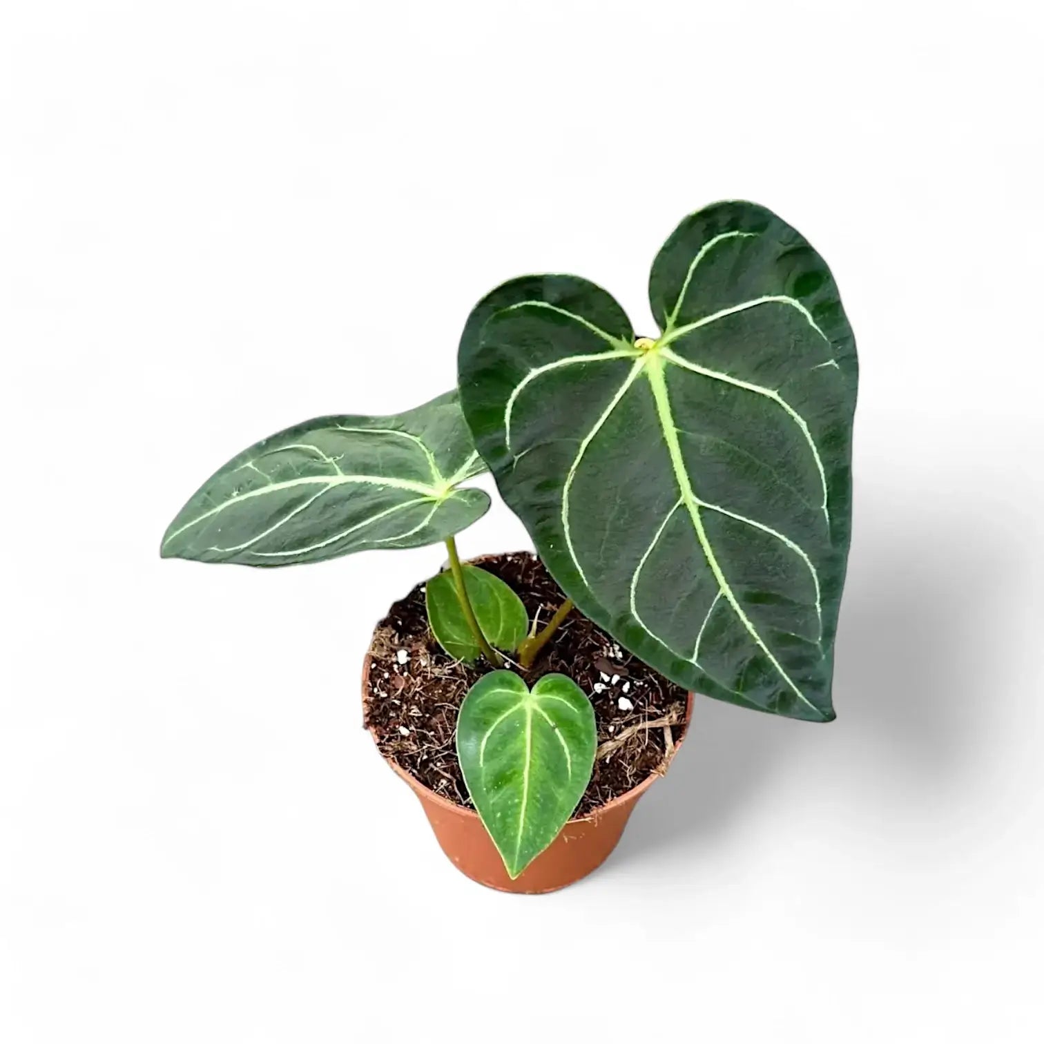 Anthurium regale potted plant in nursery pot on white background.