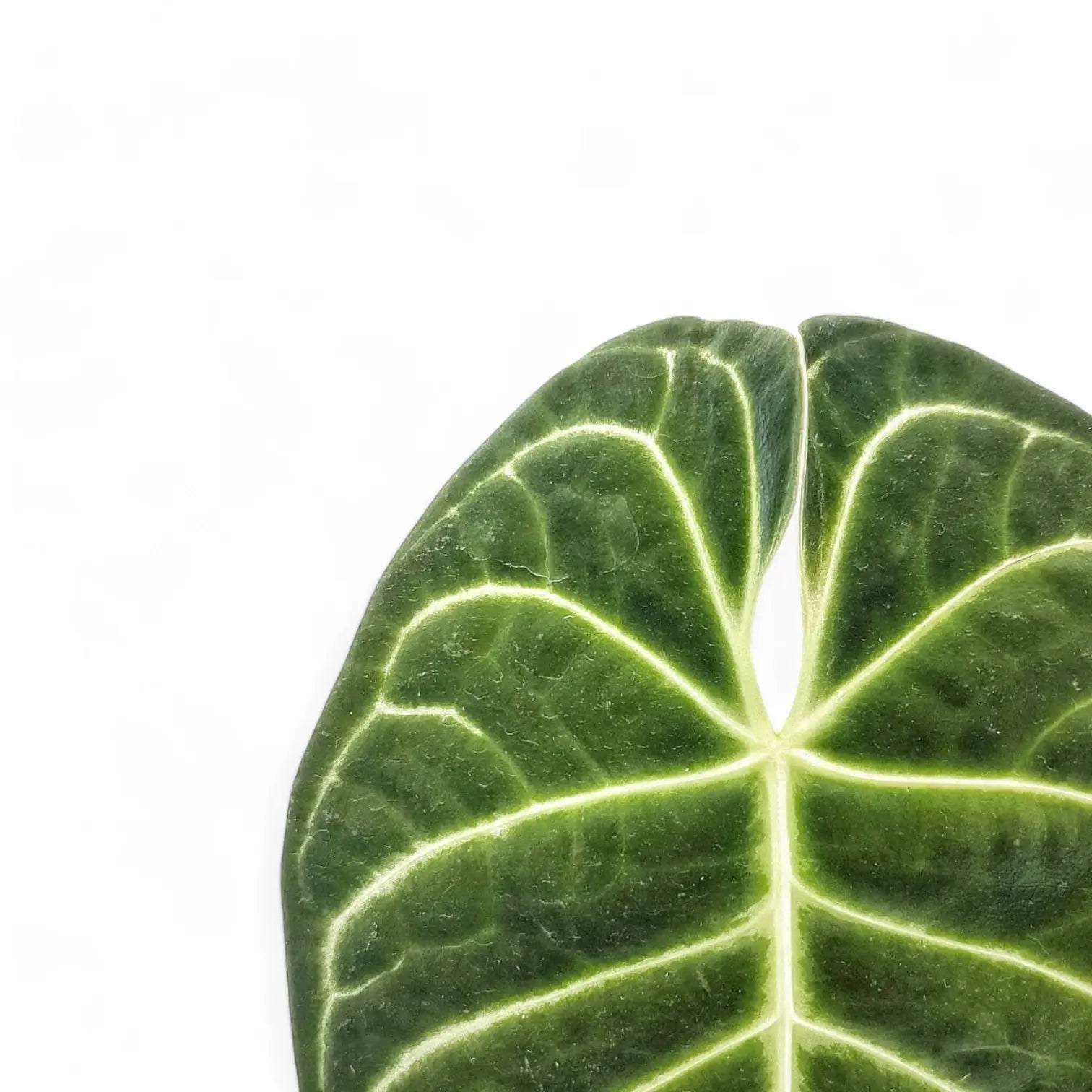 Anthurium regale potted plant in nursery pot on white background.