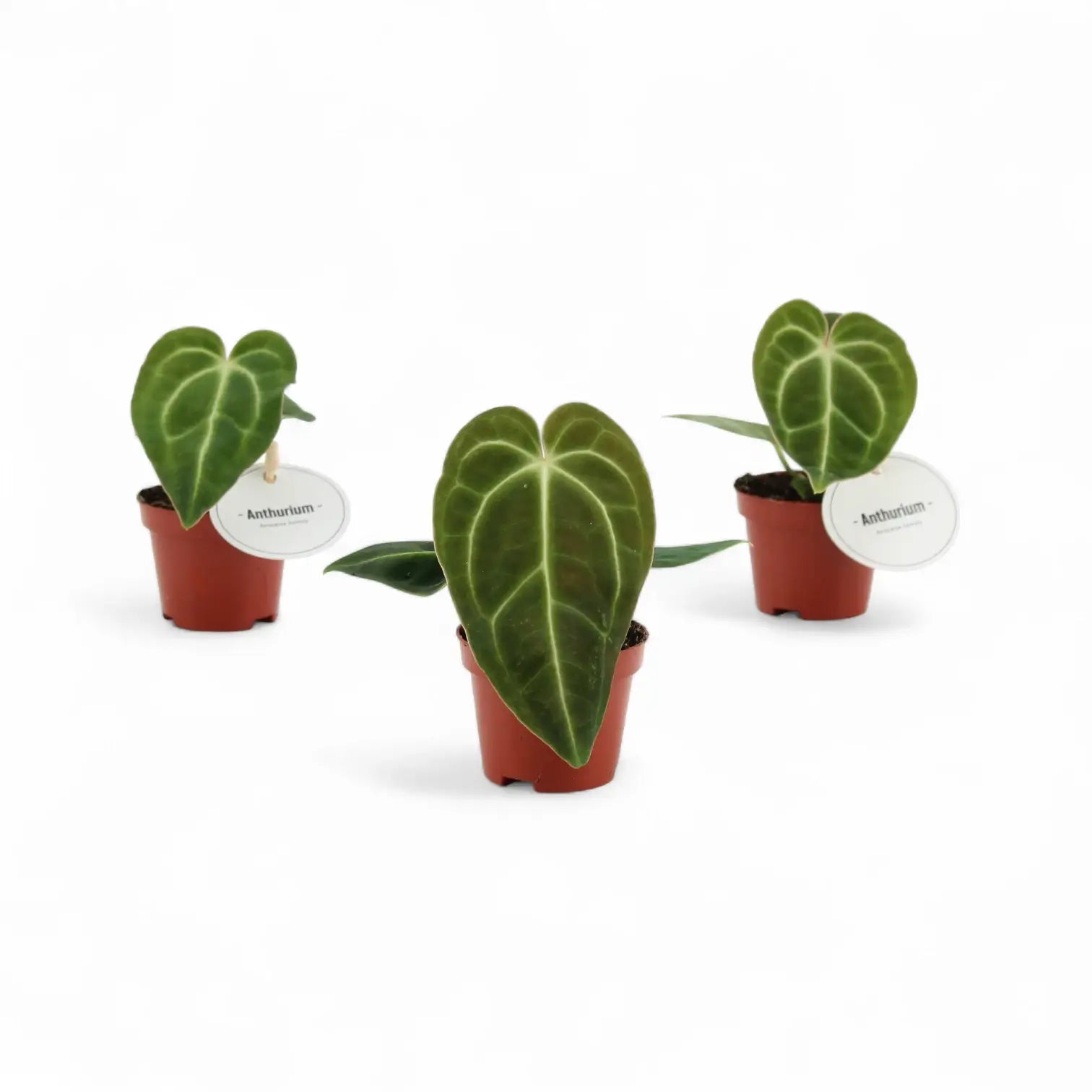 Anthurium regale potted plant in nursery pot on white background.