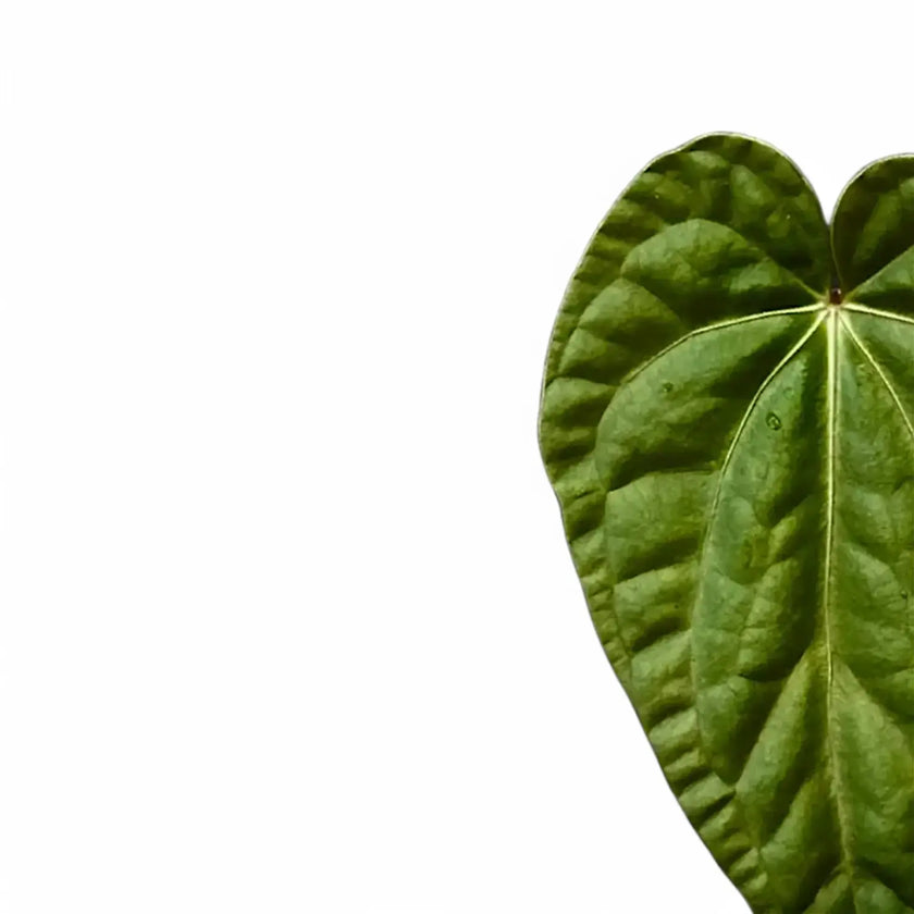 Nahaufnahme eines Blatts von Anthurium regale x luxurians vor weißem Hintergrund.