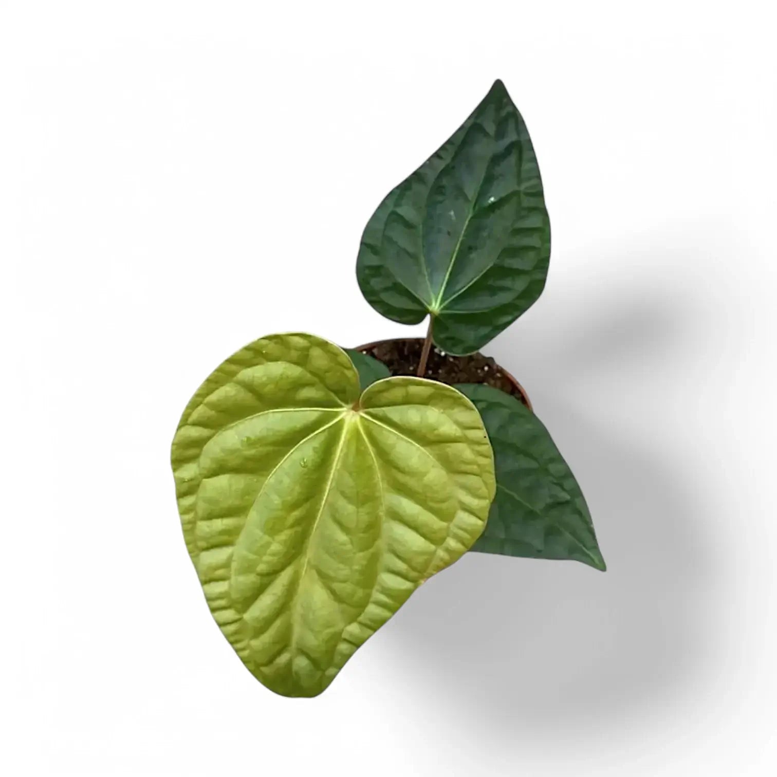 Anthurium regale x luxurians – Topfpflanze im Kulturtopf vor weißem Hintergrund, Produktfoto 5.