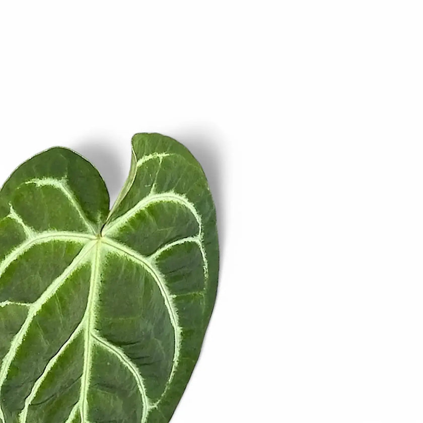 Anthurium regale x magnificum – Blattdetail vor weißem Hintergrund..