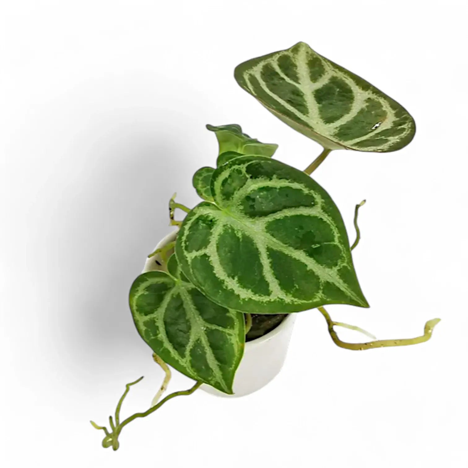 Anthurium 'Silver blush' – Topfpflanze im Kulturtopf vor weißem Hintergrund, Produktfoto 10.