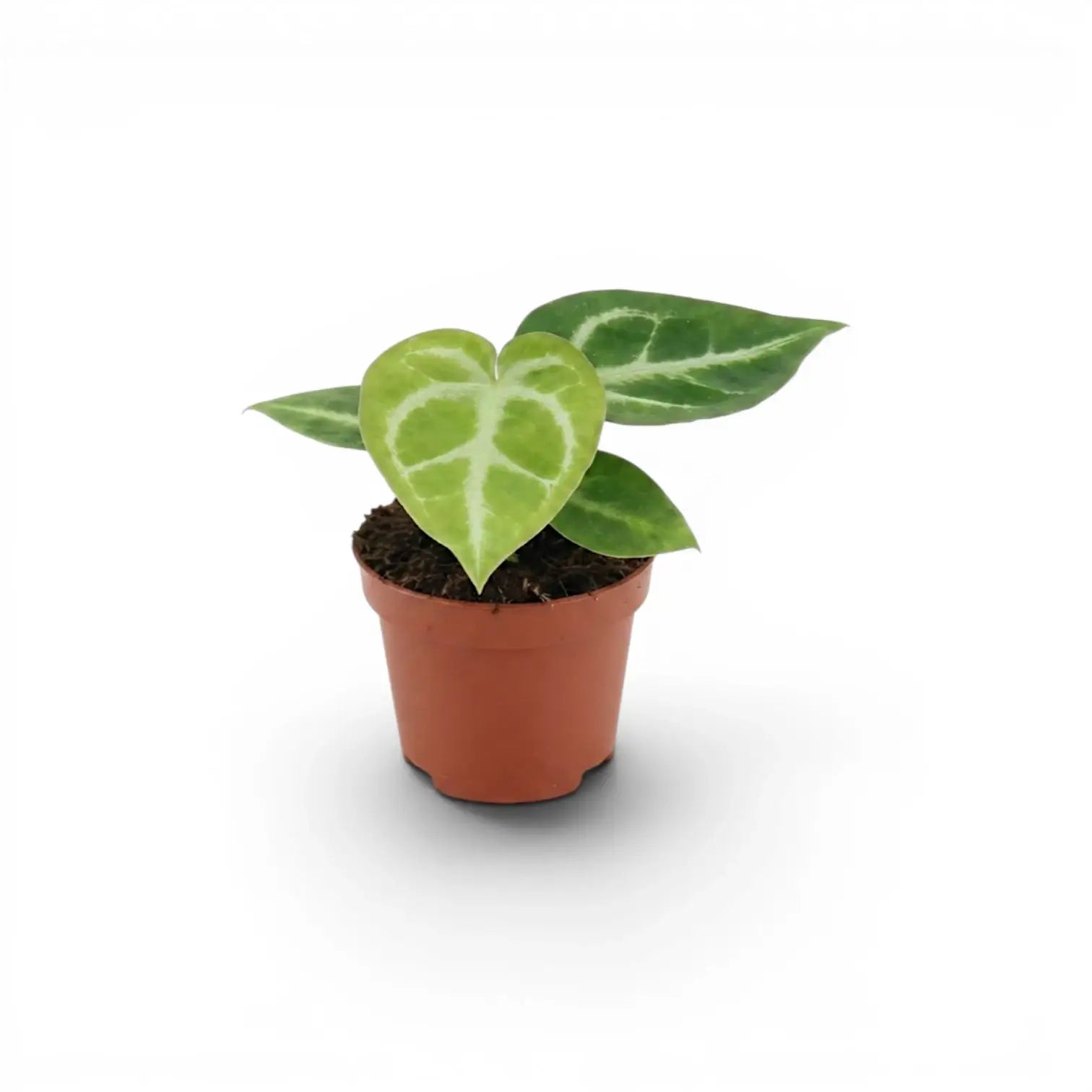 Anthurium 'Silver Blush' baby plant in a nursery pot.