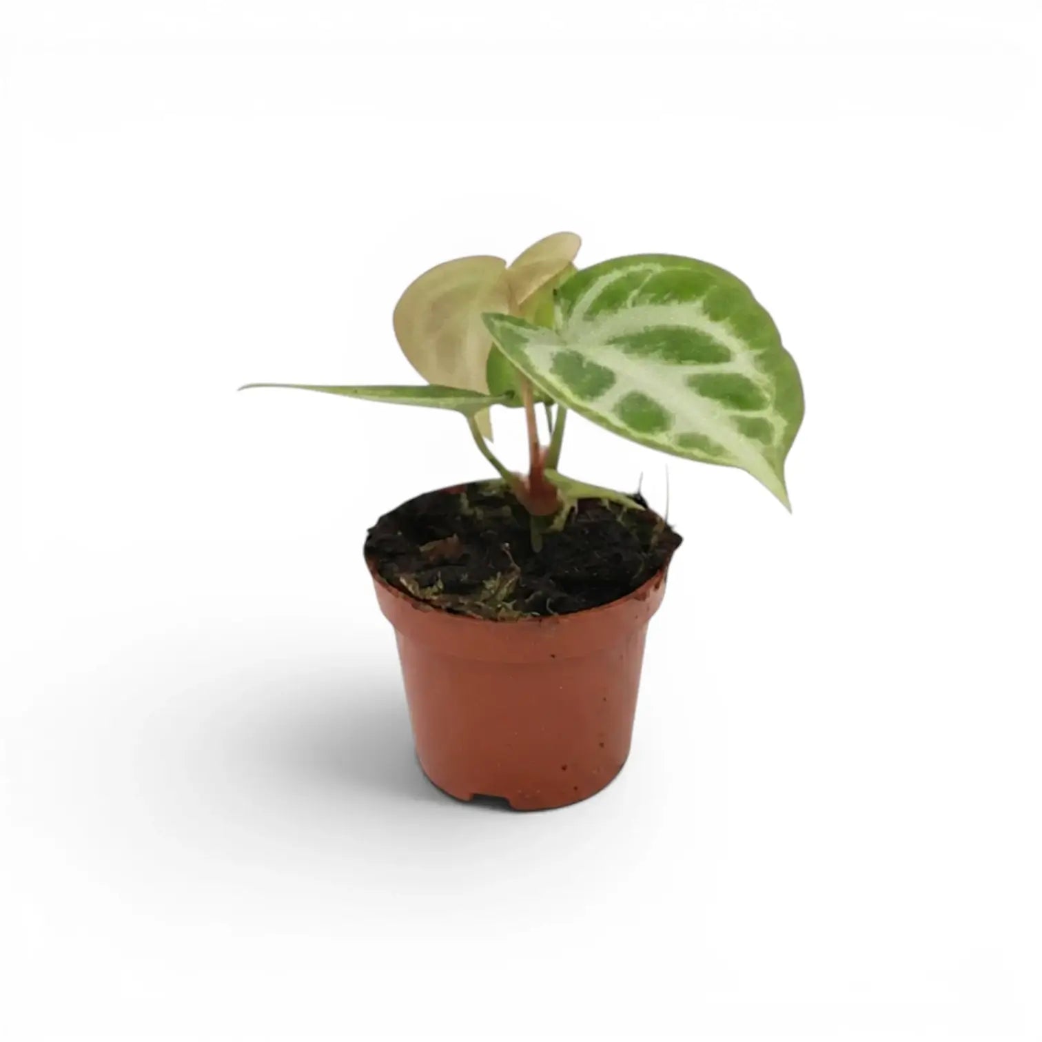 Anthurium 'Silver Blush' baby plant in a nursery pot.