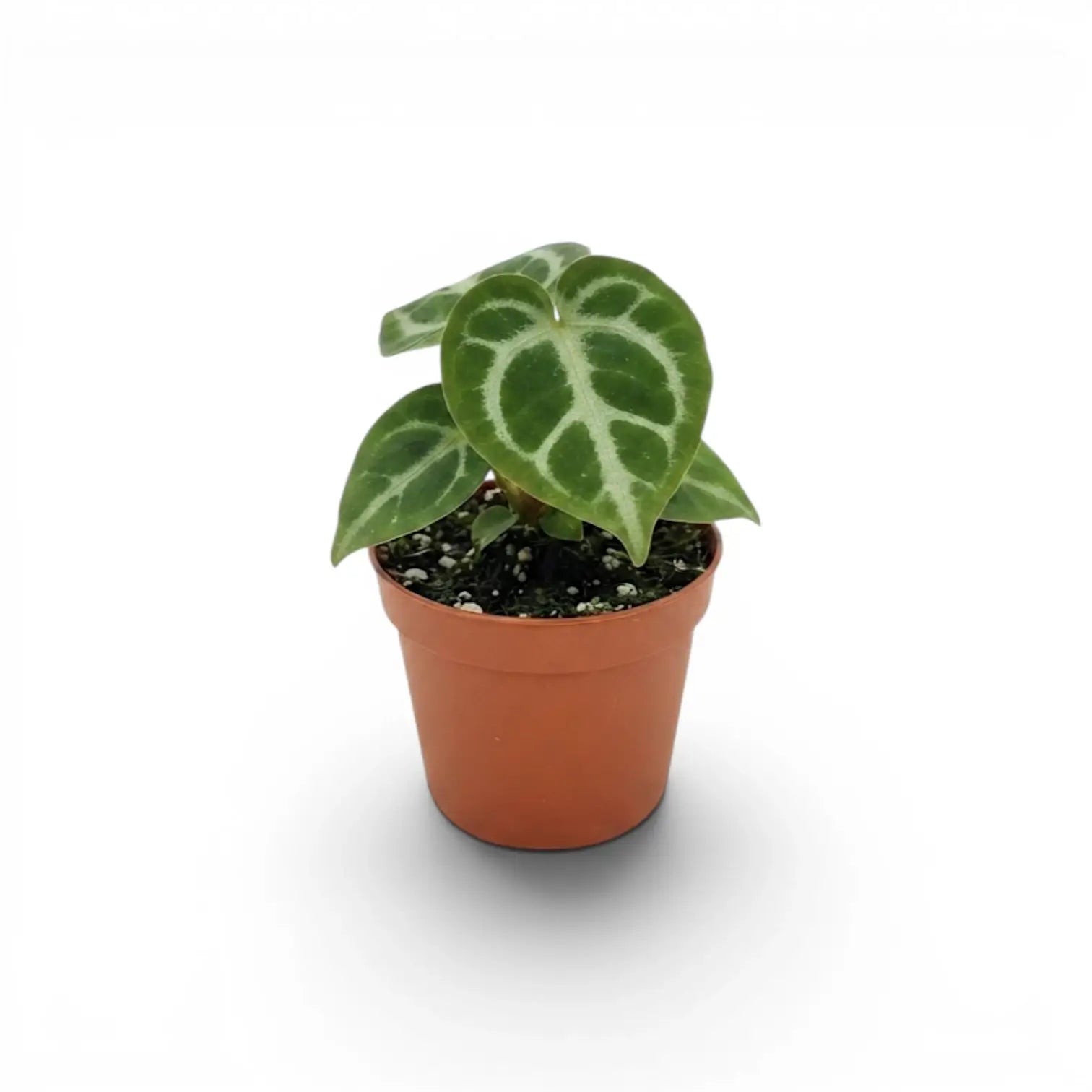 Anthurium 'Silver Blush' baby plant in a nursery pot.