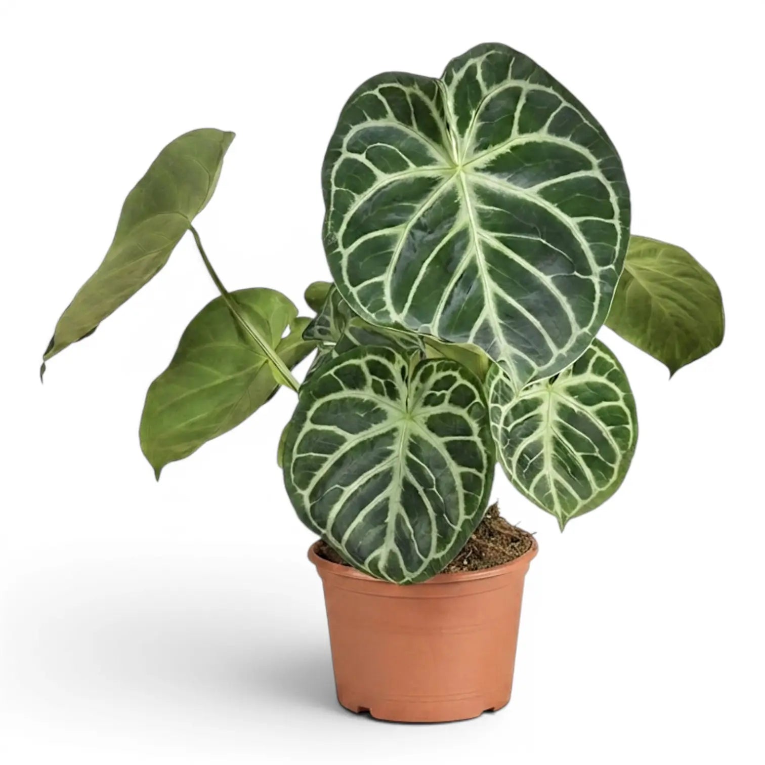 Anthurium 'Silver Blush' large plant in a nursery pot.