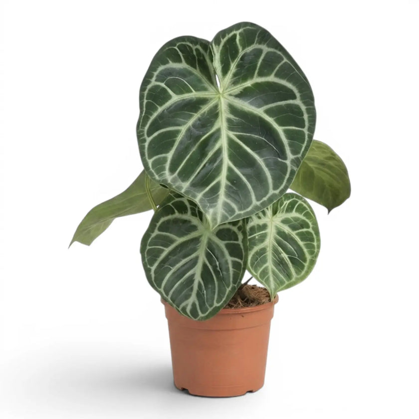 Anthurium 'Silver Blush' large plant in a nursery pot.