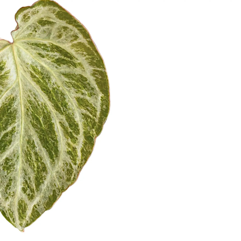 Anthurium 'Silver blush Mint' leaf detail on white background.