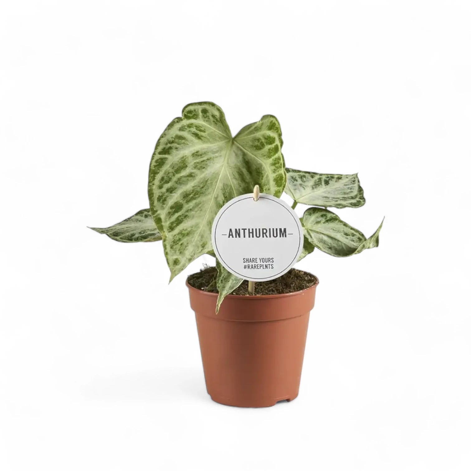 Anthurium 'Silver blush Mint' potted plant in nursery pot on white background.