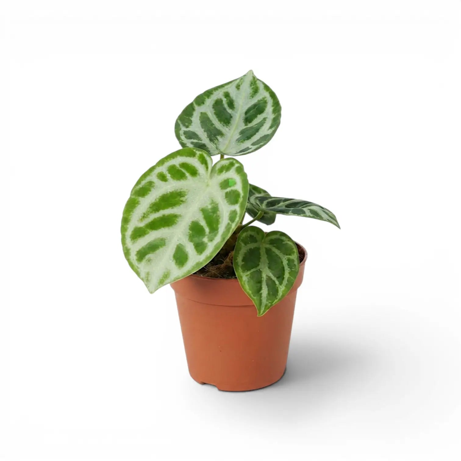 Anthurium 'Silver Blush' plant in a nursery pot.
