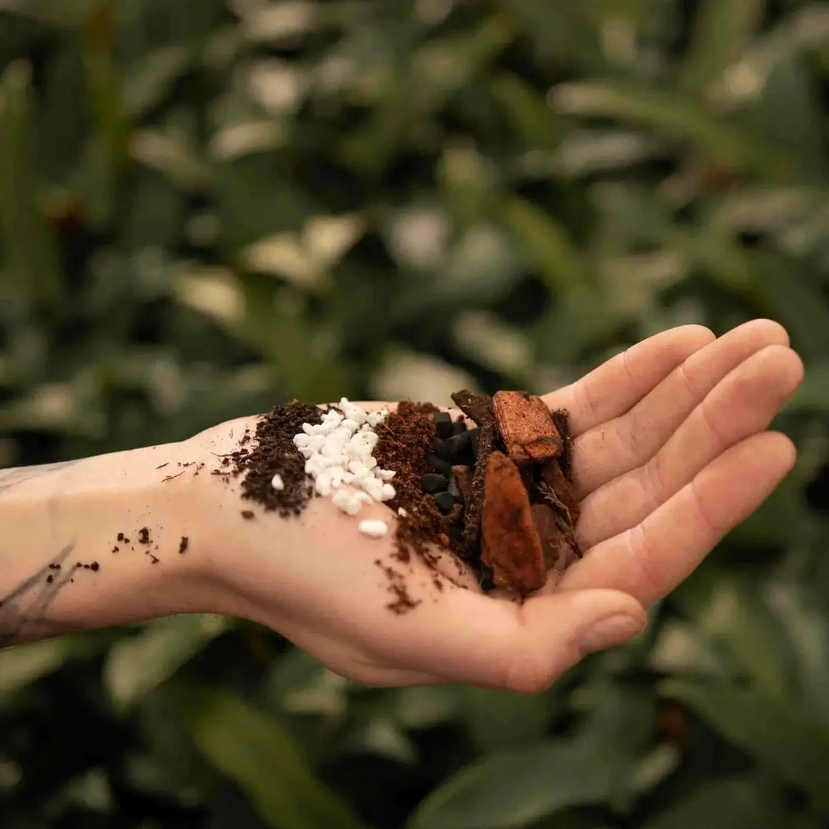 Anthurium Soil Mix on white background.