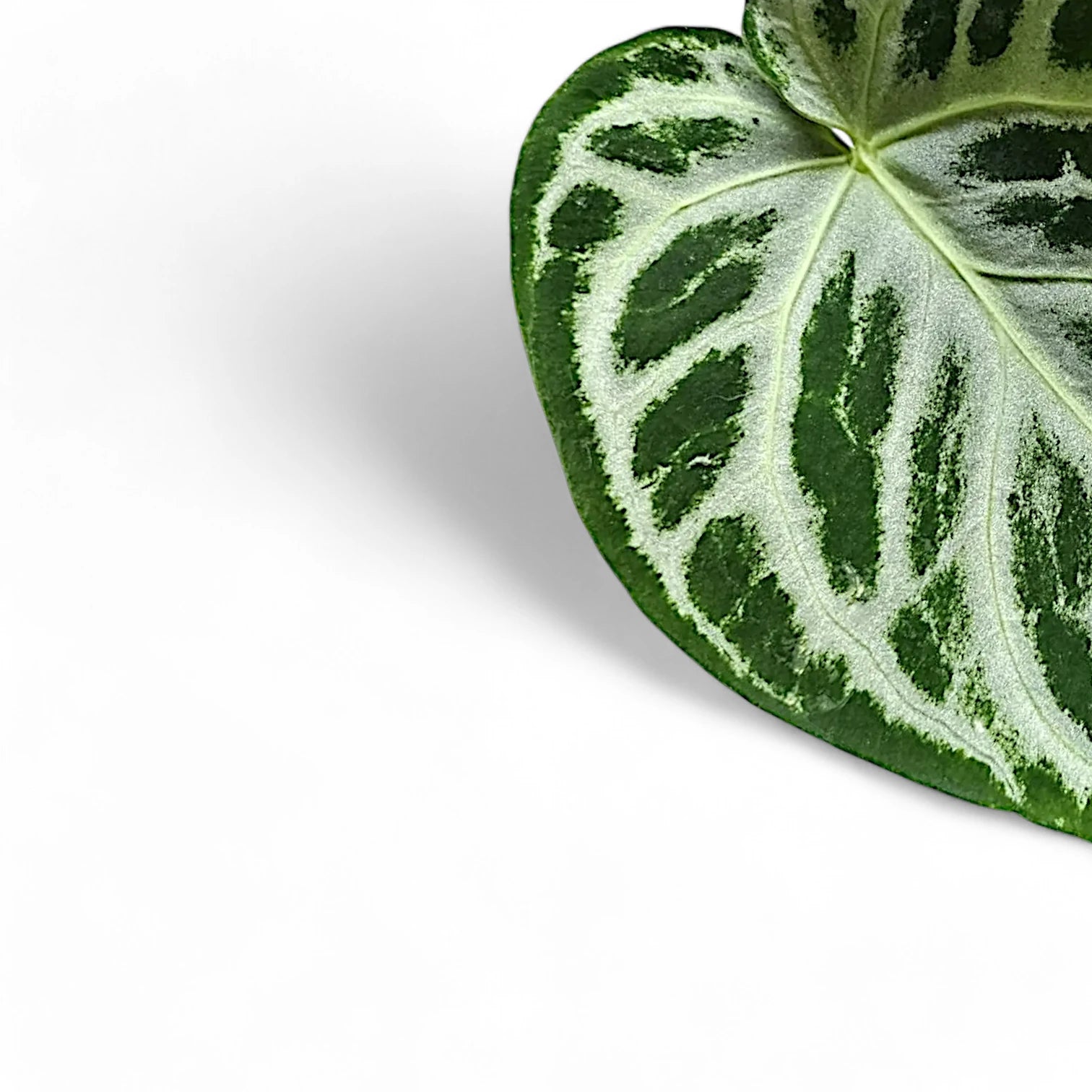 Nahaufnahme eines Blatts von Anthurium 'Super Silver Blush' vor weißem Hintergrund.